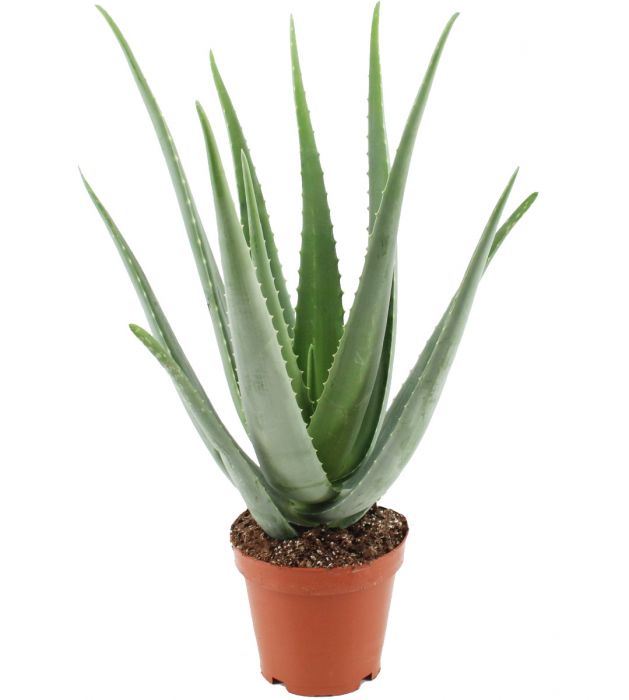 Aloe Vera Linné - Pflanze SMALL (19cm Topfdurchmesser) - TS Logistik GmbH & Co KG